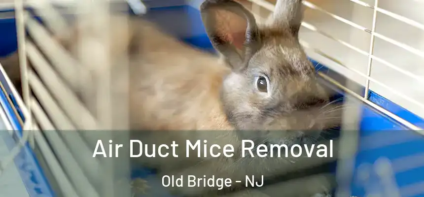  Air Duct Mice Removal Old Bridge - NJ